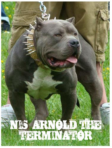 Huge 100 Pound Xxl Large Male Pitbulls Bully Xtreme | huge 100 pound xxl large male pitbulls bully xtreme Huge 100 Pound Xxl Large Male Pitbulls Bully Xtreme | huge 100 pound xxl large male pitbulls bully xtreme