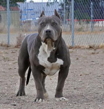 XXL Blue Pitbulls Biggest Pitbull Puppies Kennel